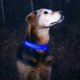 LED Dog Collar